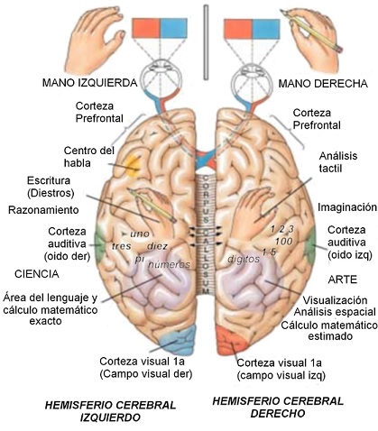 esquema zona cerebro